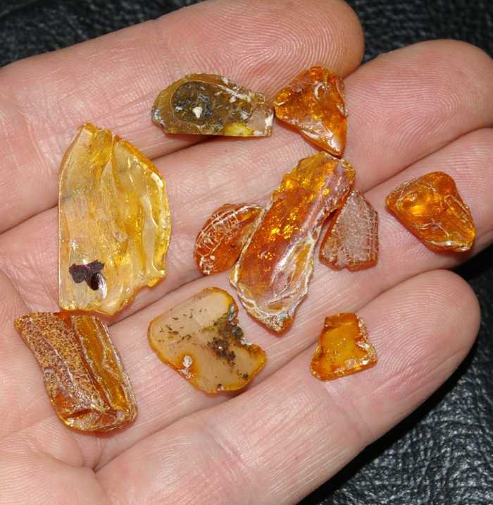 insects in Balic amber