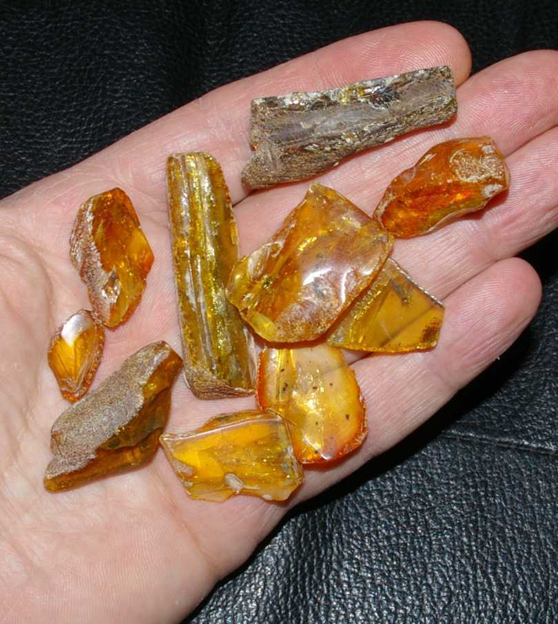 inclusions in Baltic amber for sale
