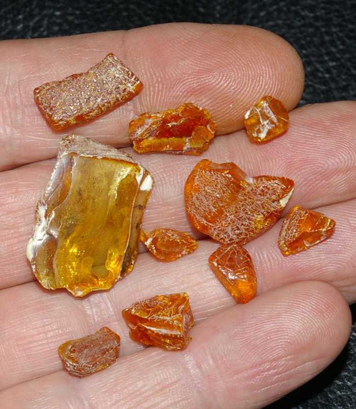 inclusions in Baltic amber.jpg