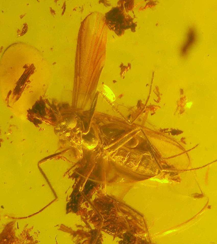 Fossil fly.jpg