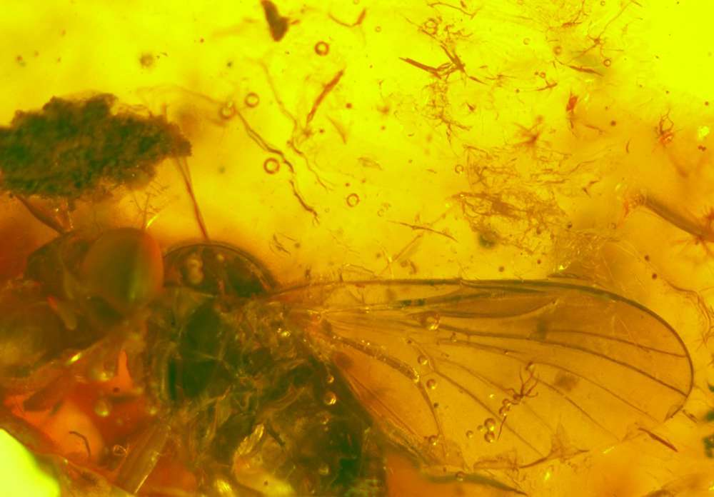 fossil snipe flies