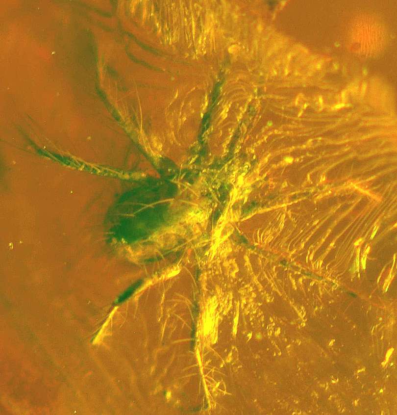 Fossil Mite