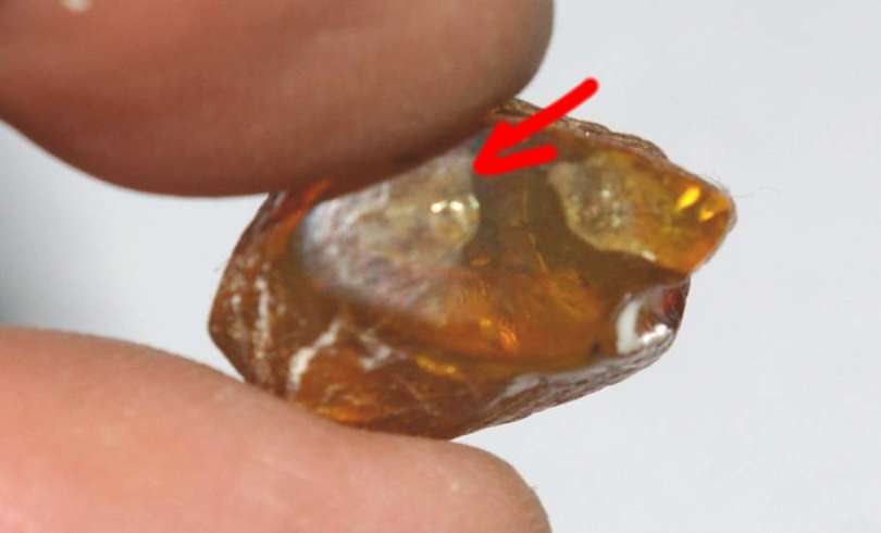 Fossil Acarina