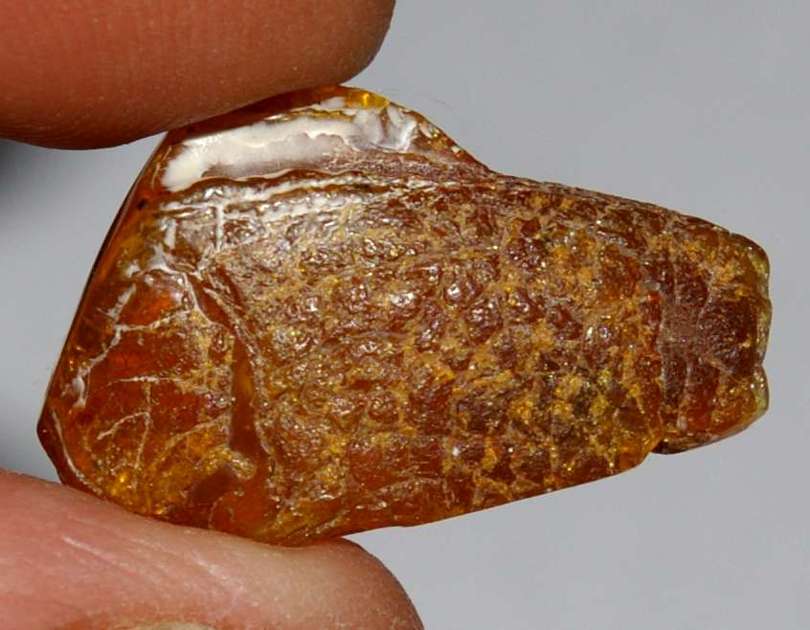 Fossil Mite