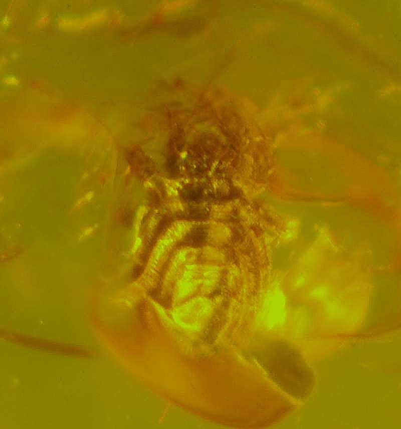 Fossil Mite