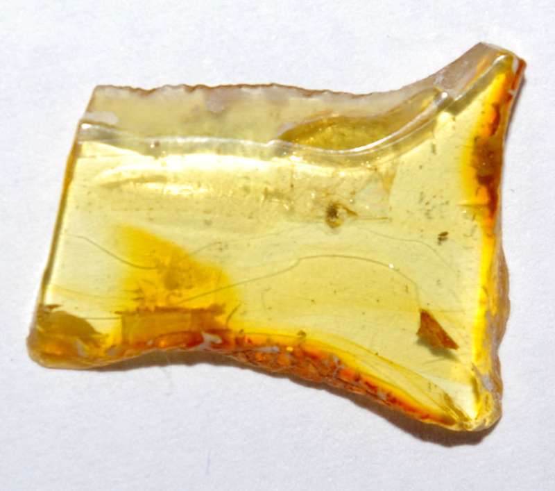Fossil Acarina