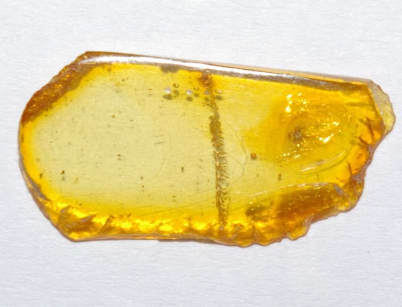 Fossil Acarina in amber