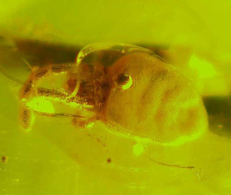 Fossil Mite in amber