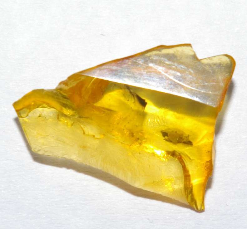 Fossil Acarina in amber