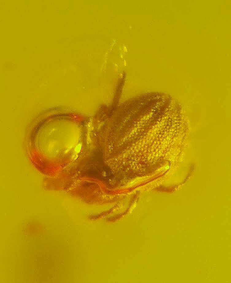 Fossil Mite in amber
