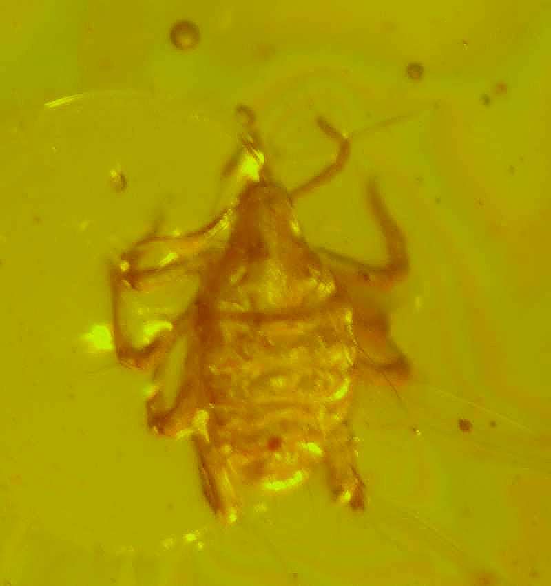 Fossil Mite in amber