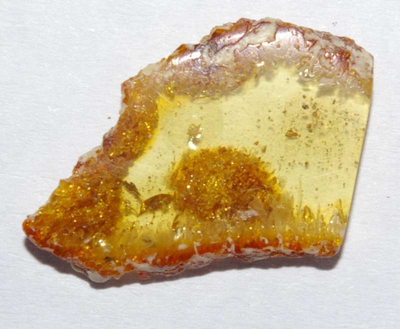Fossil Acarina in amber
