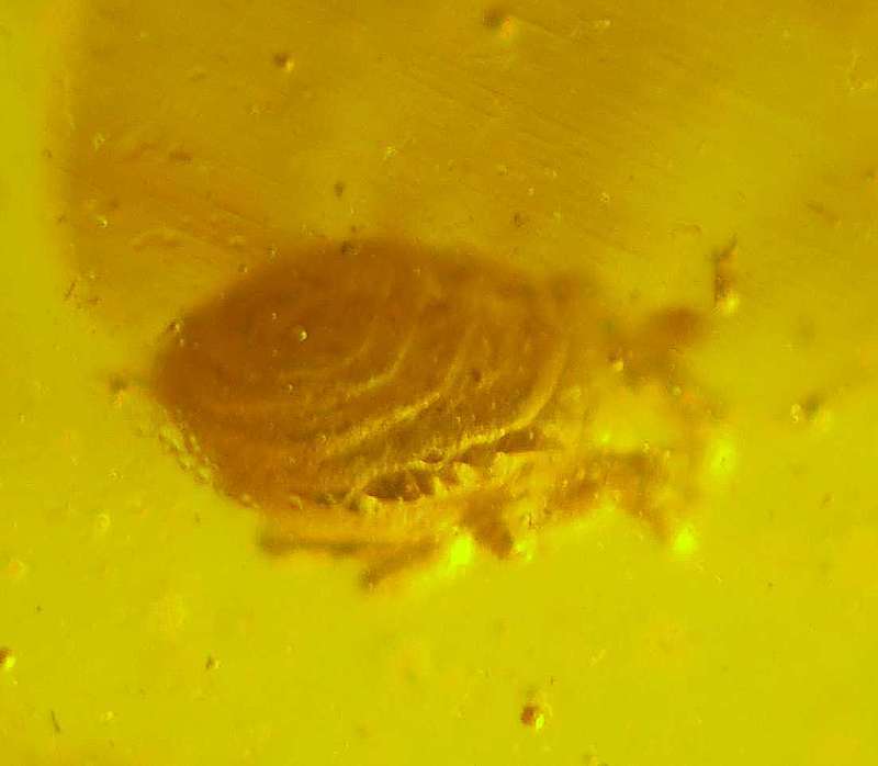 Fossil Mite in amber
