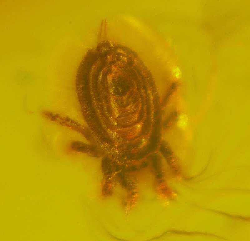 Fossil Mite in amber