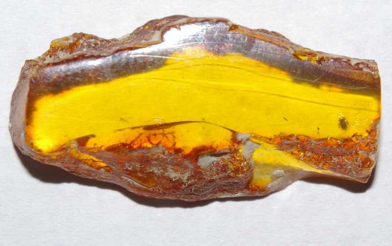 Fossil Acari in amber
