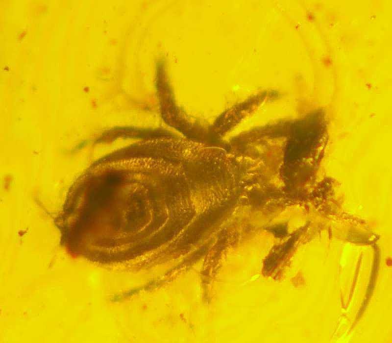Fossil Mite in amber