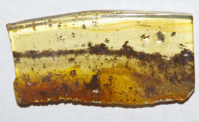 Fossil Acari in amber