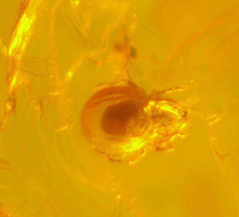 Fossil Mite in amber