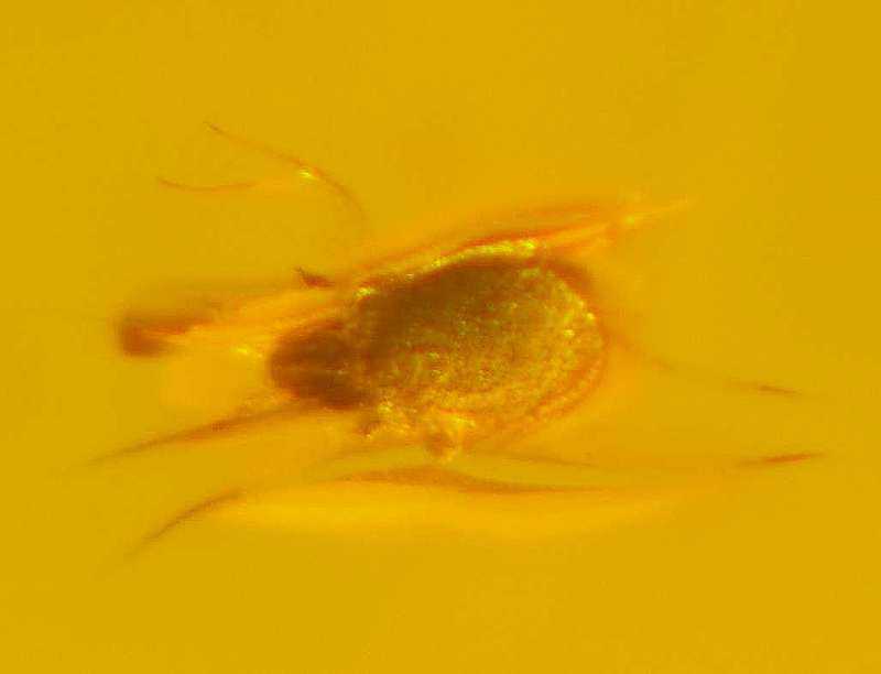 Fossil Mite in amber
