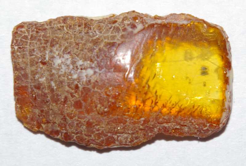 Fossil Acari in amber
