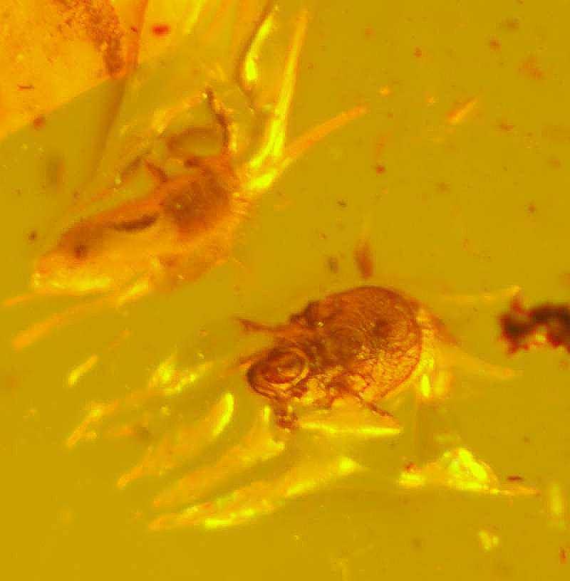 Fossil Mite in amber