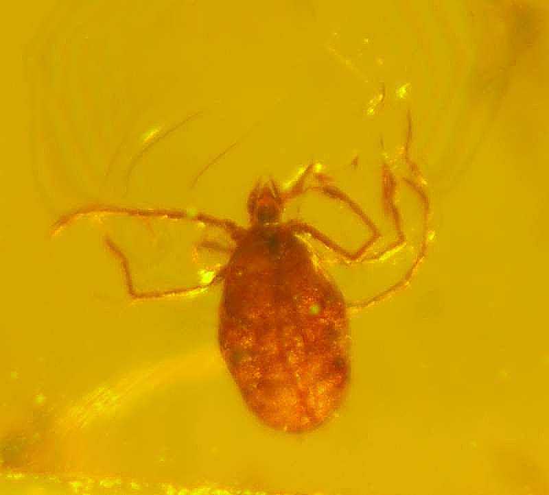Fossil Mite in amber