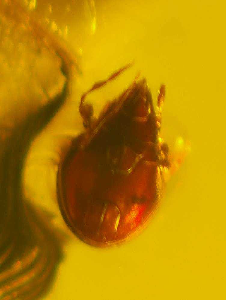 Fossil Mite in amber