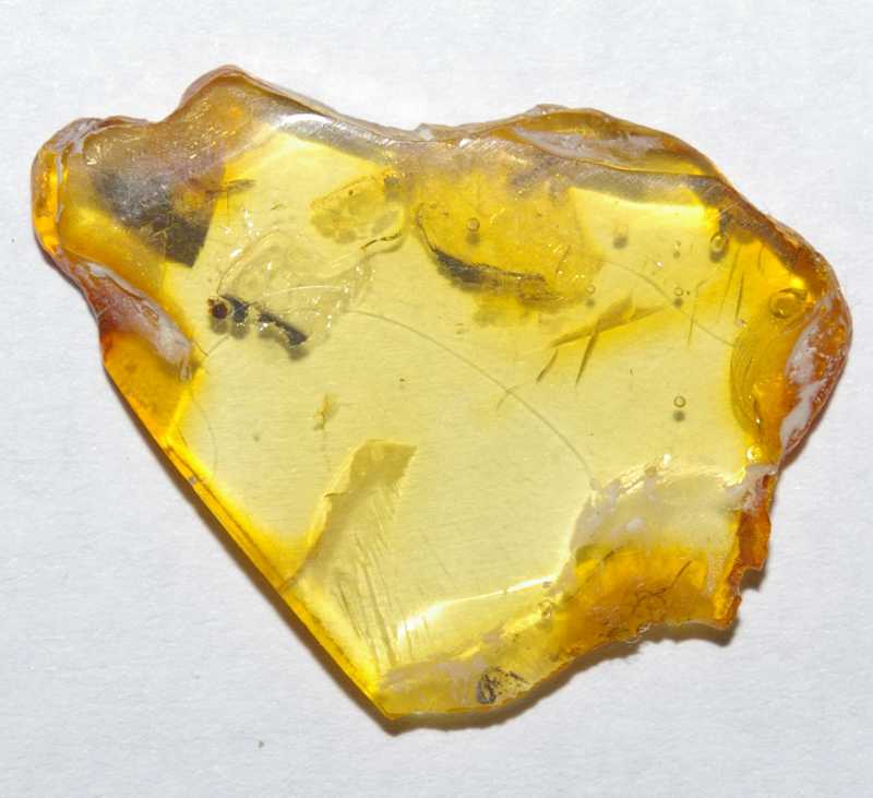 Fossil Acari in amber
