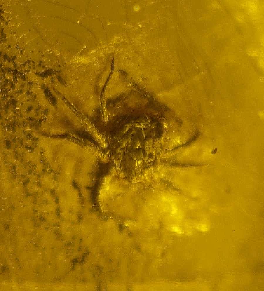 Fossil Mite in amber