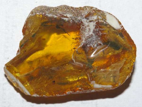 Fossil Acari in amber