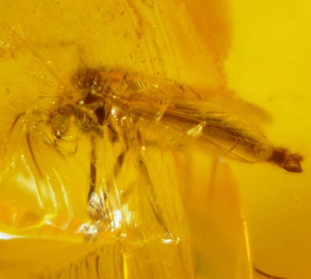inclusion in amber Baltic. Chironomidae