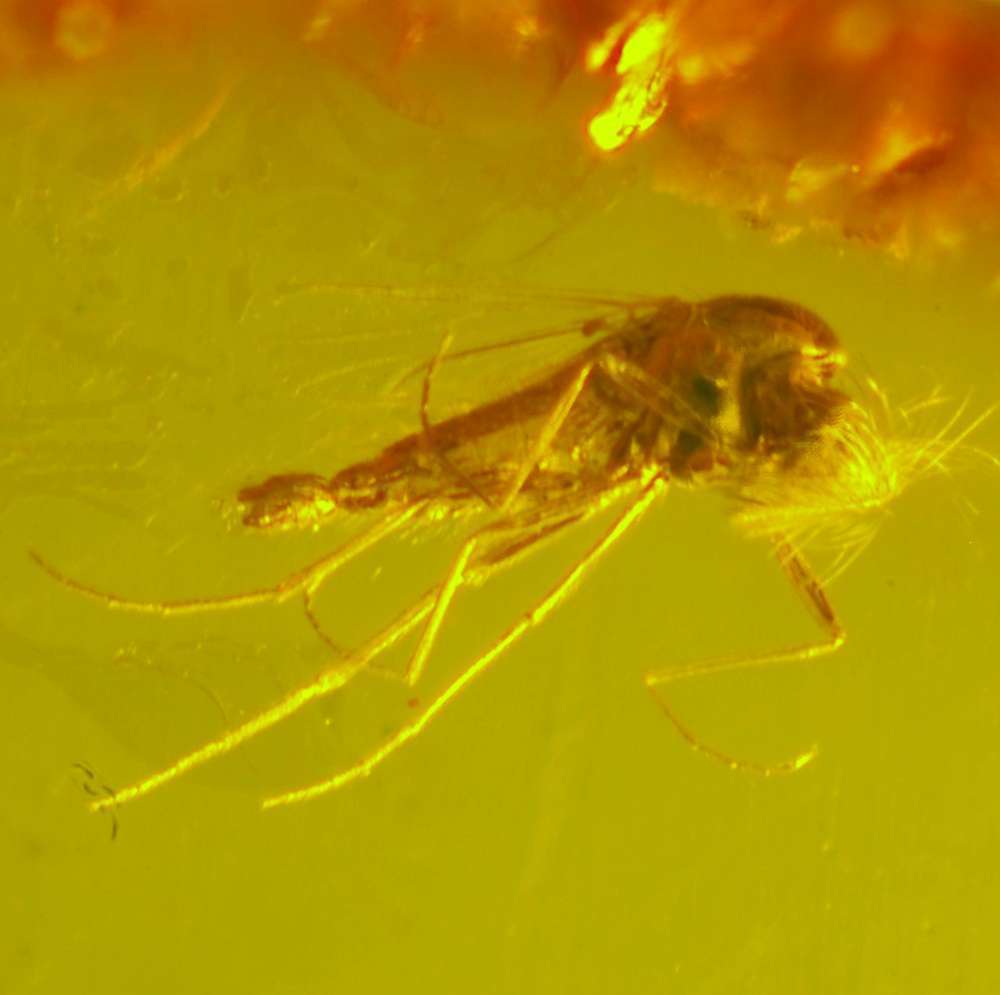Fossil fly in Baltic amber