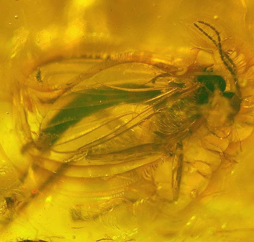 Insecto fósil en ámbar báltico