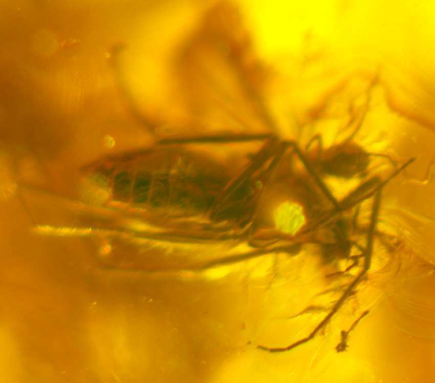 Insecto fósil en ámbar báltico