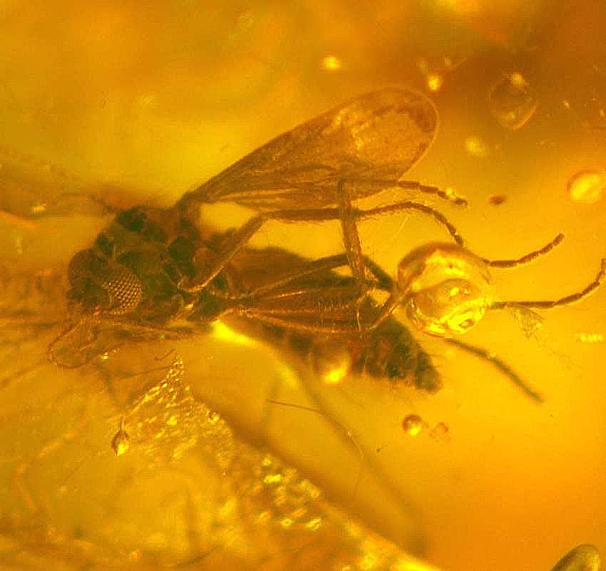 Insecto fósil en ámbar báltico
