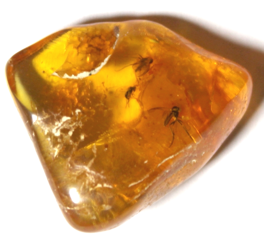 Fossils fly in amber