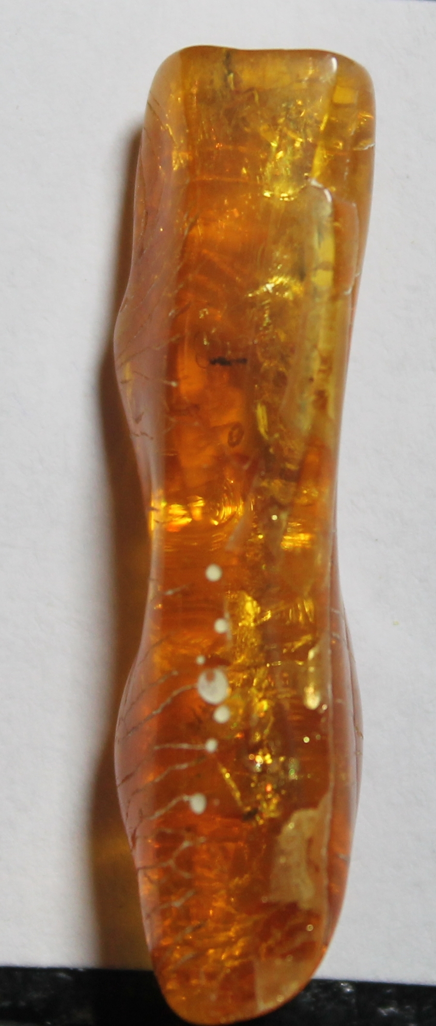fossil Wasp in amber