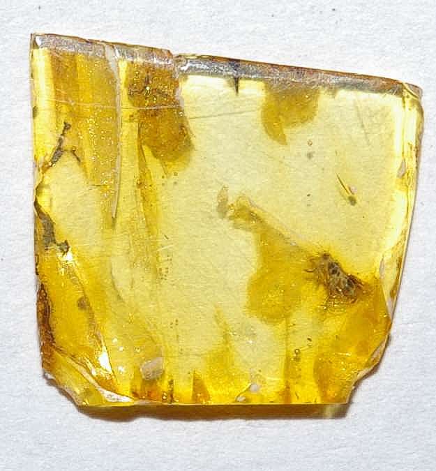 fossil wasp