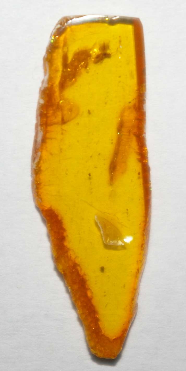 Fossil Chalcid wasps