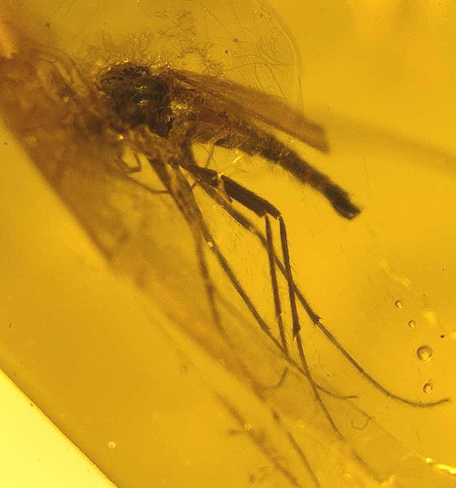 fossil wasp in amber