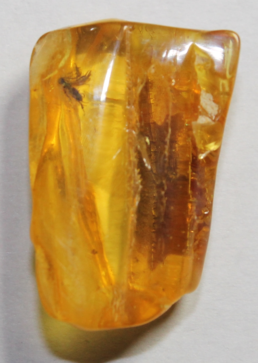 Wasp in amber