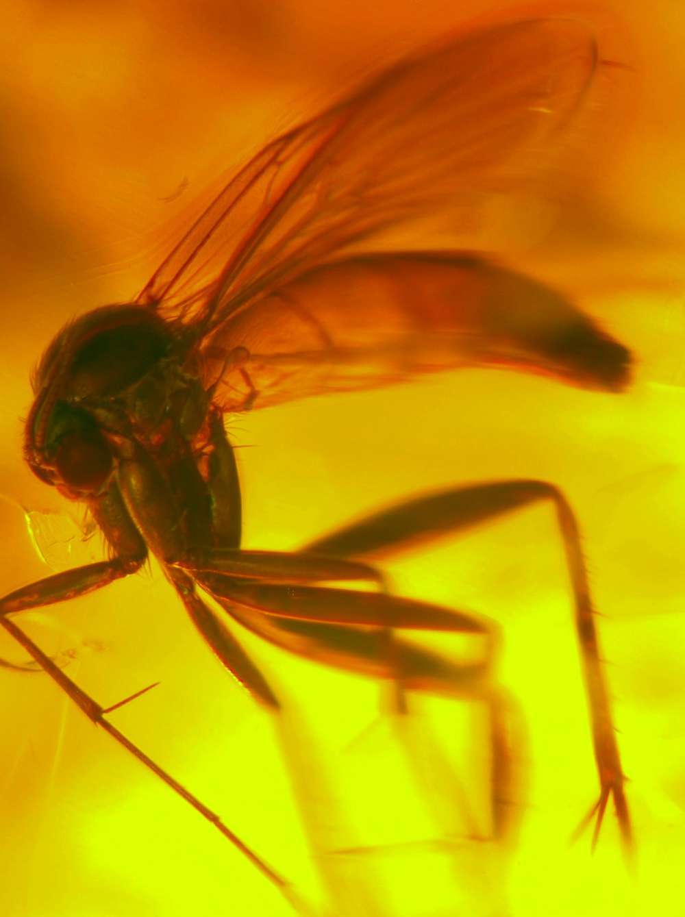 fossil fungus gnat fly