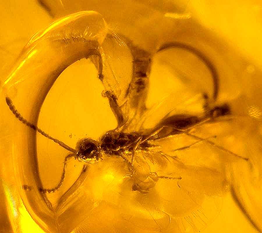 Fossil Wasp in amber Baltic