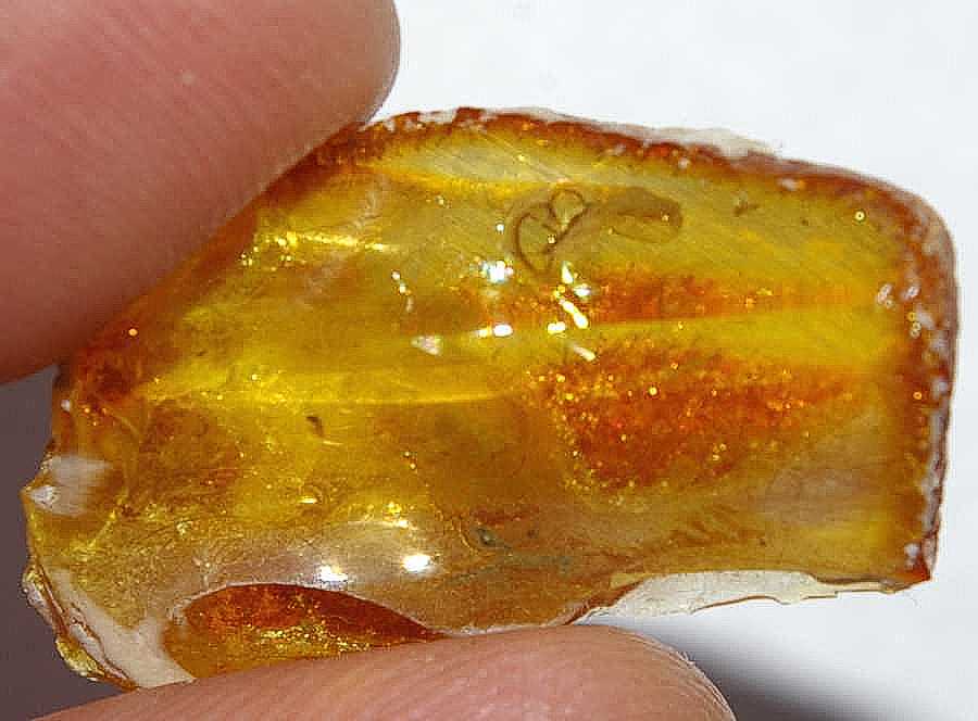Fossil Wasp in amber Baltic