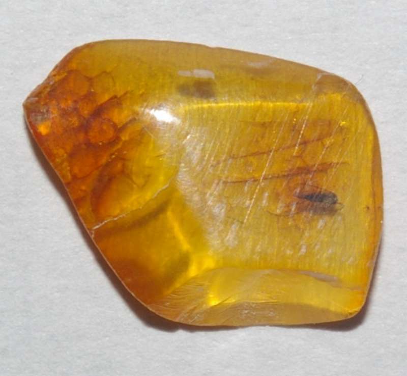 Fossil fly  in Baltic amber for sale