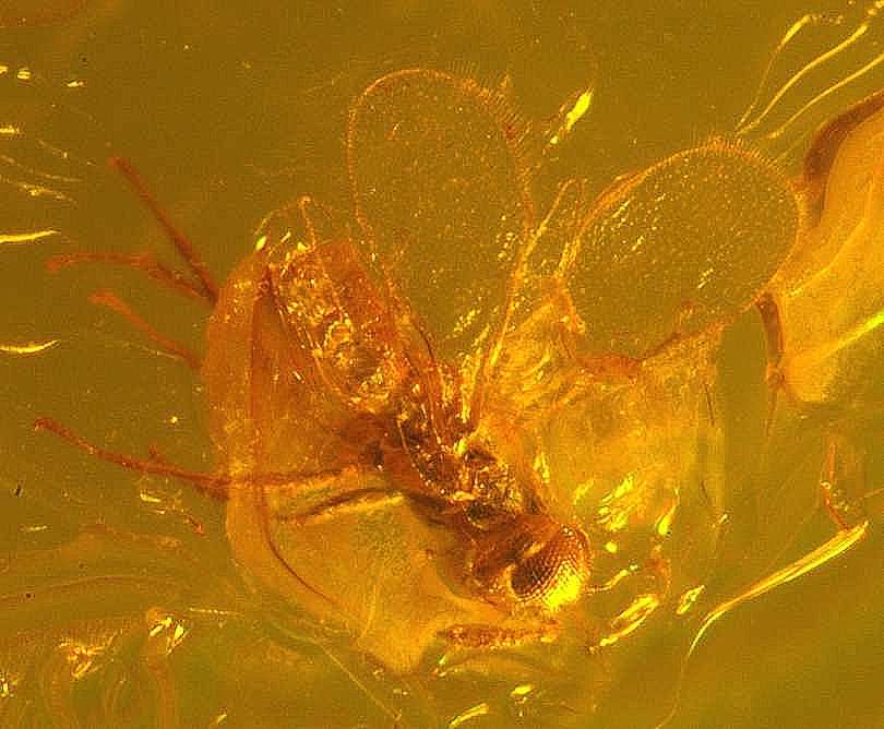 Chalcidoidea in amber stone