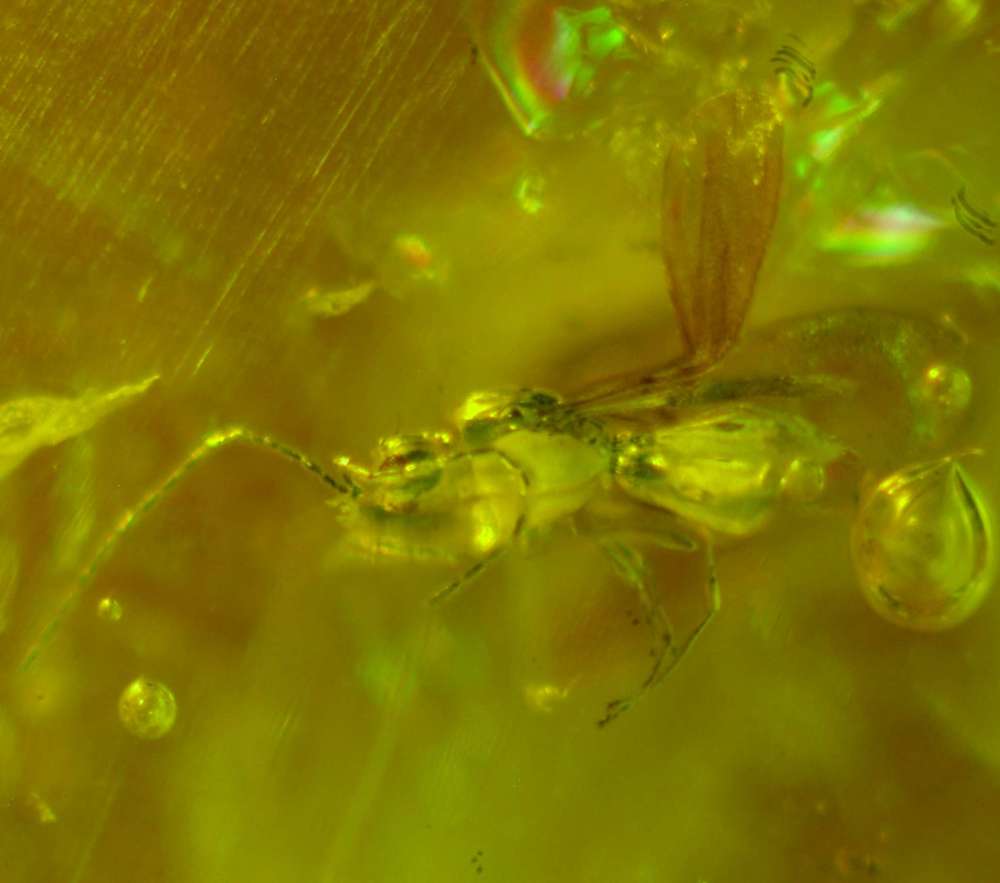 wasp in amber stone