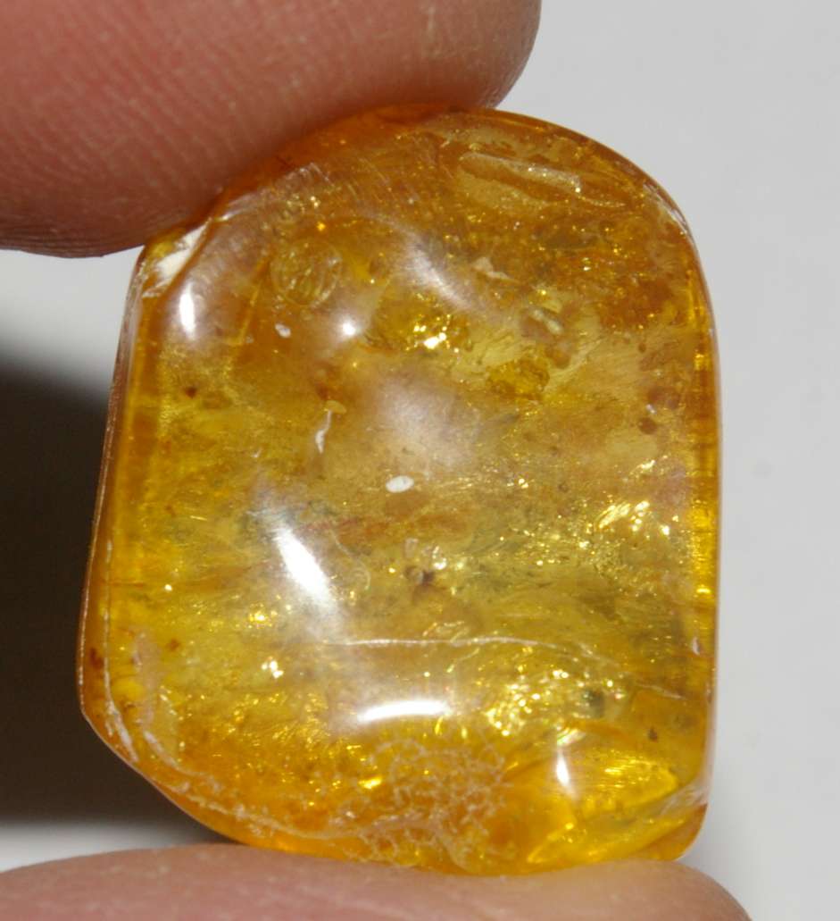 wasp in amber stone