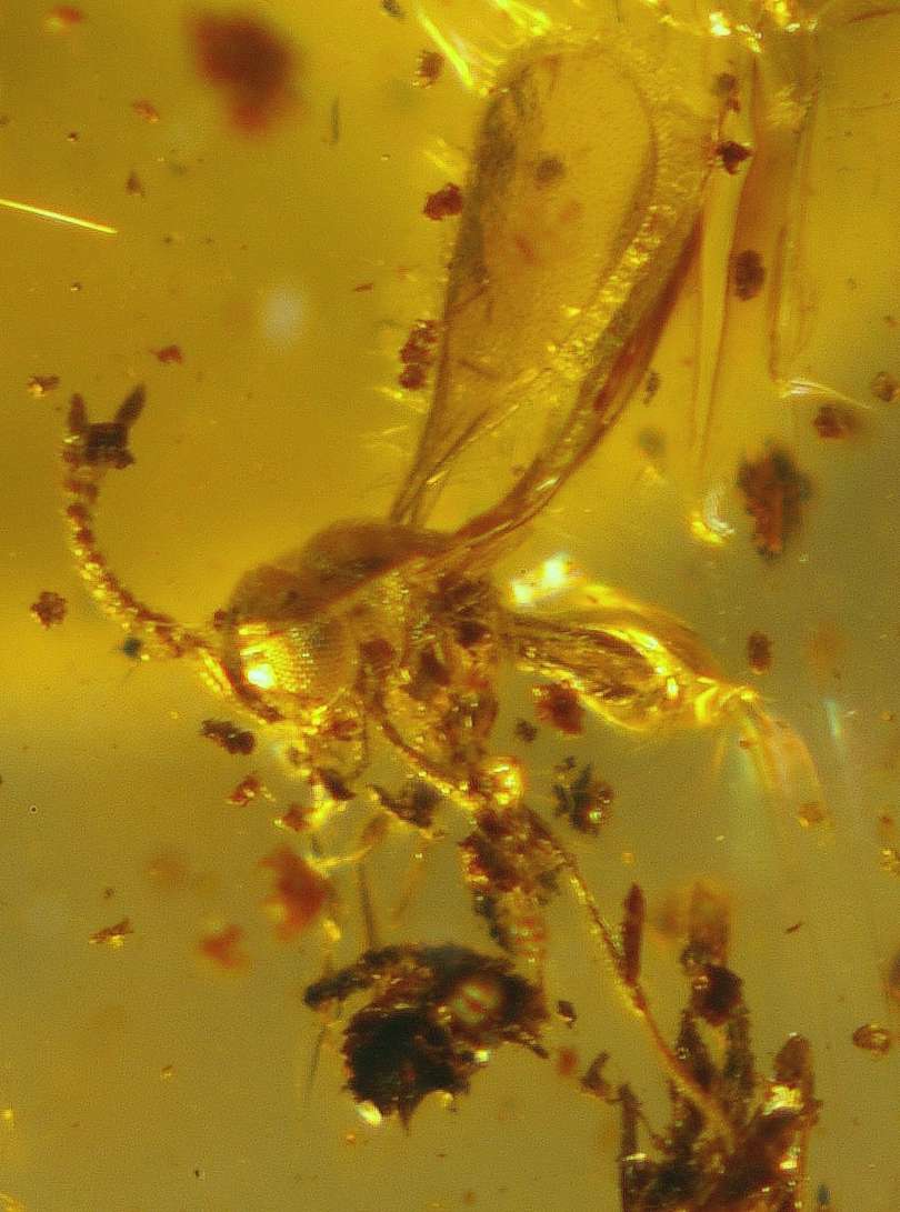 Scelionidae in amber stone