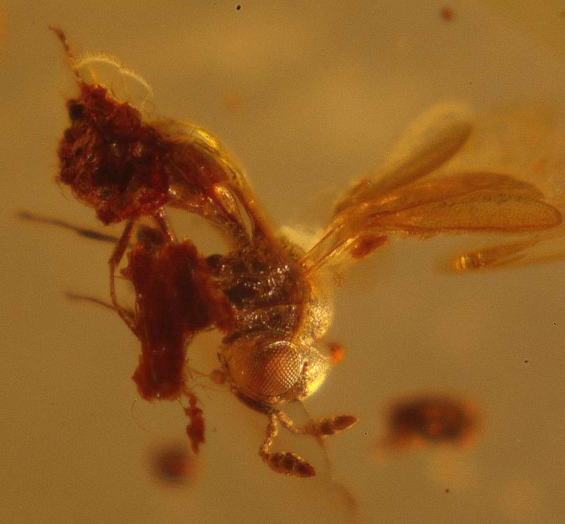 Scelionidae in amber stone